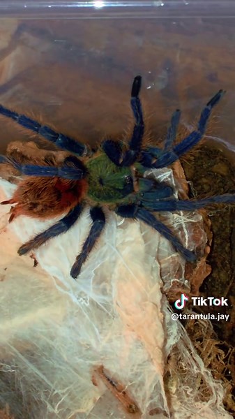 Incredible Green Bottle Blue Tarantula Showcase