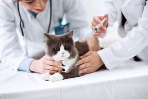 Microchip para gatos: ¡identifica y encuentra a tu gatito!
