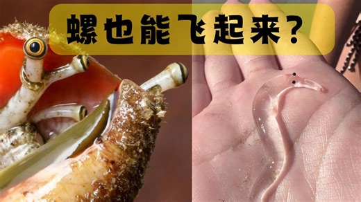 会起飞的螺？丢掉外壳、腹足变鳍，这种远洋螺类颠覆你的认知！