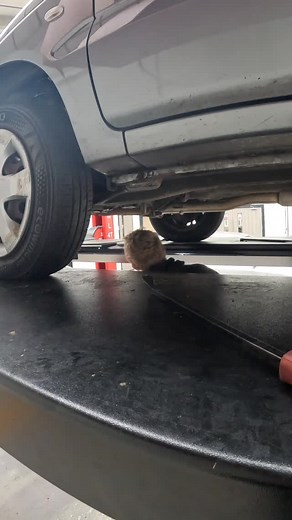 Considering qualifying to become an MOT Tester but not sure how to go about it? Give us a call for an initial chat 👋 we can discuss the process - it's really straightforward 👍 📞 01604 422700 📨 info@motexpert.org 🔗 Head to the 'Become an MOT Tester' tab on our website #mottrainingcourses #mottrainingcentre #mottrainingexperts #mottester #mechanic | MOT Expert