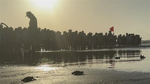 Endangered sea turtle release on Padre Island National Seashore