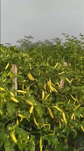 Crickets Sound ASMR 🌿 Peaceful Chili Field #asmr #cricketsound #nature #farming #relaxing