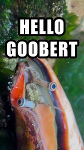 Brandon Critter | Conchs are a type of sea snail that can grow quite large. Conchs mostly live in warm, shallow waters and move around using a specialized... | Instagram