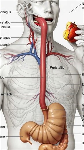 Human Digestive Process: Eating an Apple – Anatomical Illustration"#DigestiveSystem #HumanAnatomy