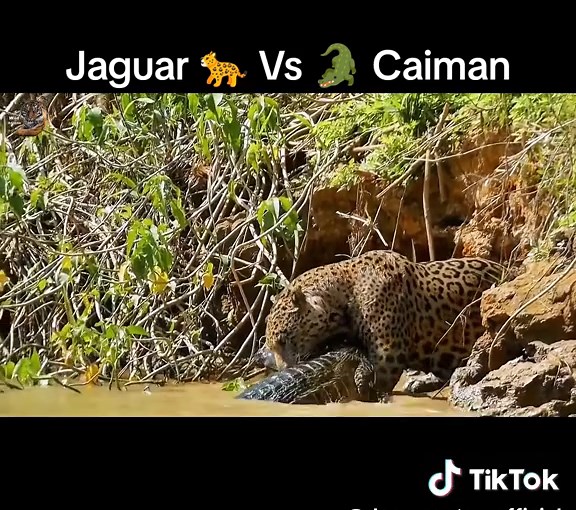 Jaguar 🐆 Vs 🐊 Caiman #wildlife #wildanimals #documentary #trending #viral