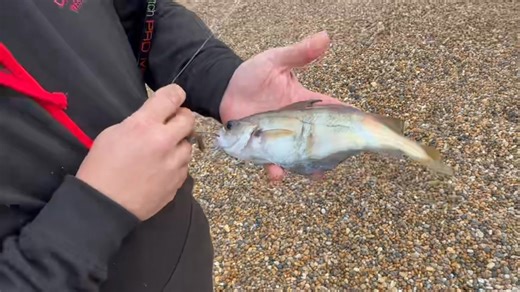 10K views · 76 reactions | ***Codling, Bream and Eels** Fishing the mighty Chesil Beach with the team. #fishinglife #fishing #anglingcentrewestbay | Angling centre west bay | Facebook
