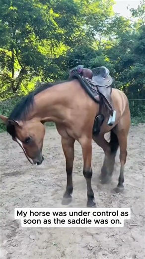 Error 404: Horse logic not found.#shorts #funnyhorse #horsememes #2026 #animalchaos