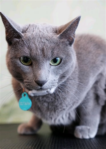 Silvanna the Grumpy Russian Blue Cat