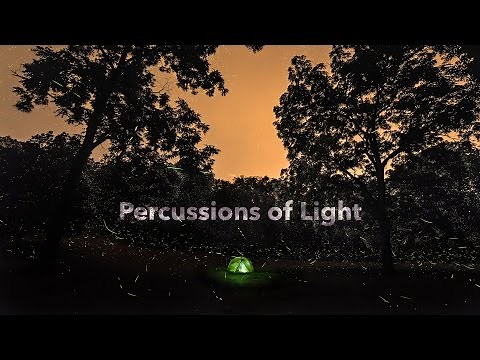 Firefly & Lightning bug Timelapse in 4K: Percussions of Light