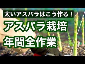 Asparagus cultivation: how to grow, harvest, top dressing, raking leaves, compost