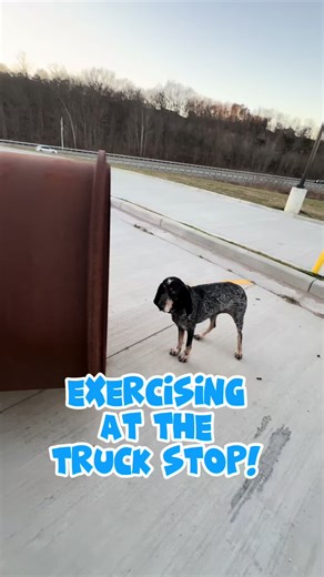 Road Dog Chronicles: Adventures with Dixie