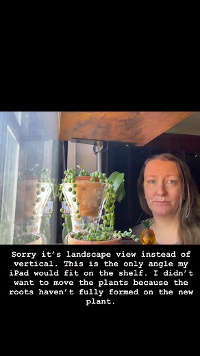 A little snippet of me watering and propagating my String of Pearls. It is one of my favorite plants and I get the most questions about it. #plantsmakepeoplehappy #plants #plantsofinstagram #greenthumb #stringofpearls #pearls #propagation | Renee Ophelia Pendleton