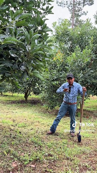 Evaluación del sistema radicular de un cultivo de aguacate 🥑 en tancitaro #agriculturaecologica #agriculturaregenerativa #agronomia #regeneraciondesuelo