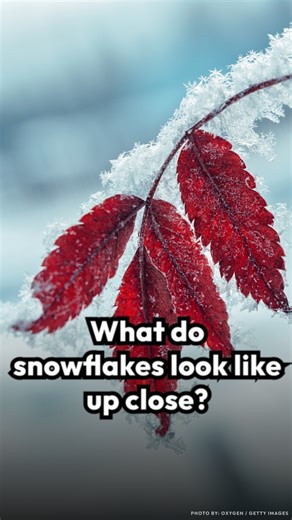 Farmer Wilson Bentley was the first to photograph the tiny snow crystals individually. What did his images reveal? | Smithsonian Magazine