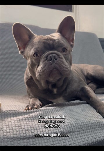 Sorry bacon 🤣🤣 #petsoftiktok #dogsofttiktok #doglover #dog #dogs