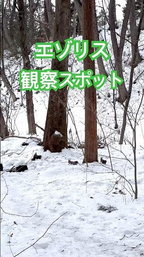エゾリス観察スポット#北海道#エゾリス#野生#動物#wildlife#animals#squirrel#りす#リス#観察#撮影#餌付け#癒し#冬#極寒#小動物