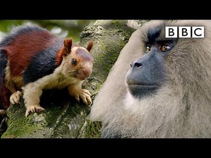 Macaque and Squirrel's hilarious slapping contest | Primates - BBC