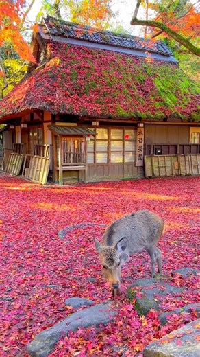 Crimson leaves and curious deer – just one way Nara shows off its charm. 🦌🍂 Welcome to autumn in Nara Park, where vibrant leaves blanket the ground and the resident deer wander freely. It’s a truly magical way to experience the beauty of the season along with the park’s most famous locals. Save this post for your next Japan adventure! 🍁 📸 @1min.traveller on Instagram⠀ #VisitJapanAU #JNTO_VisitJapan #VisitJP_GoFurther #NaraPark #NaraDeer #Nara | Visit Japan AU