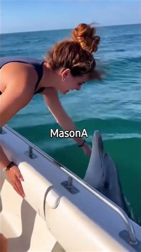 tame dolphin