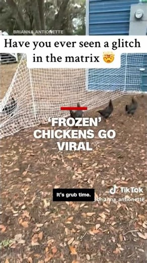 'Frozen' chickens go viral