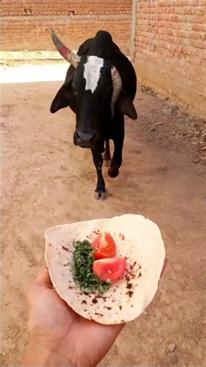 Surprising my favorite duo with treats! 🍪🍎 #shorts #birthdaycelebration #friendshipgoals