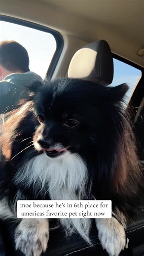 don’t forget to vote for moe at https://americasfavpet.com/2026/moe-0d0a #fypシ #americasfavoritepet