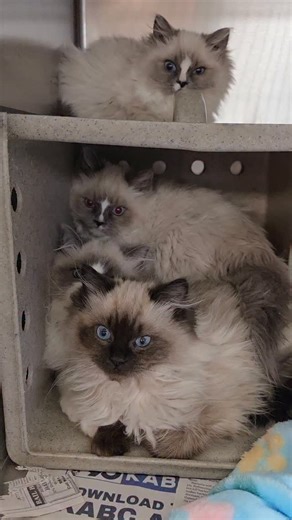 iloverescue on Instagram: "Ragdoll kittens in a shelter are rare — and to see five of them together, huddled in fear, is almost unheard of. They don’t understand why they’re here. They cling to each other, pressing their tiny bodies close, ears back, wide eyes flicking nervously at every sound. Everything is new, loud, and overwhelming, and all they have is each other. These babies are looking for a safe, loving home — somewhere they can finally feel calm, protected, and cherished. They need pat