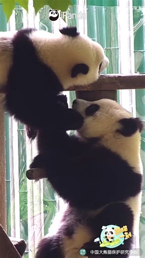 Truth: You can never wake up a panda who is pretending to be asleep! #sleep #animals #panda #HiPanda #CCRCGP #PandaLife #PandaMoment For more panda information, please check out: https://en.ipanda.com | iPanda