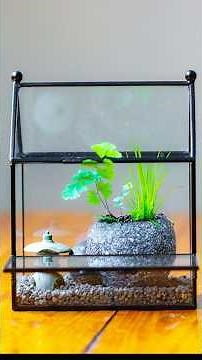 Full Tutorial: Mini house insect terrarium planted with maiden hair fern and Acorus calamus