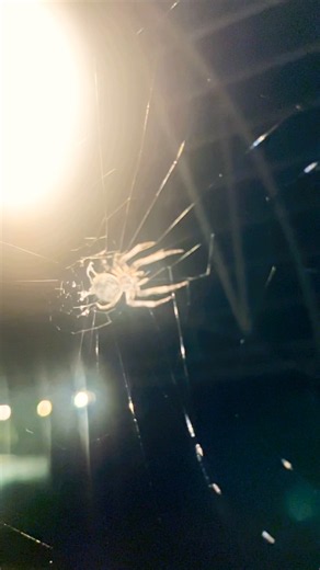Selah #spider #cleveland