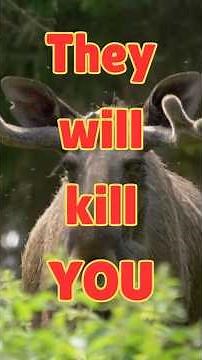 10 Wild Animal Facts You Won't Believe!