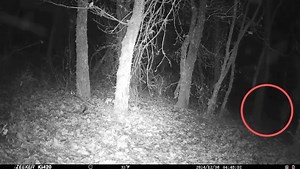 #AMontaña 📸 O cura que fai fotos á natureza en #AFonsagrada 🐻 Miguel Álvarez é fotógrafo afeccionado, e ata instalou un sistema de fototrampeo co que cre ter filmado un oso 🔗 https://www.elprogreso.es/articulo/a-montana/cura-que-fai-fotos-natureza-fonsagrada/202501231327331823884.html | El Progreso de Lugo