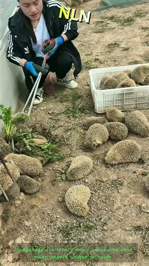 Cute Hedgehog Care & Daily Raising Guide