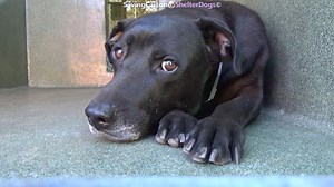 68 reactions · 122 shares | RESCUED  A5507287 ✰ HUMPHREY...