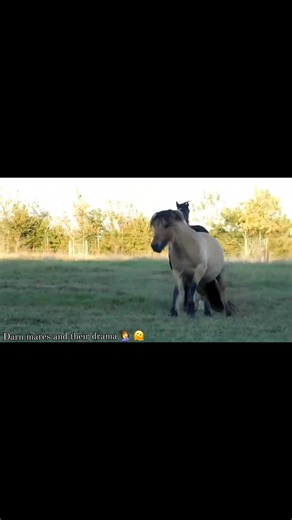 Dang mares always starting drama. 🤦‍♀️🙃🫠 This is the reality of horses living in a herd setting establishing a hierarchy. Horses are herd animals and are not as fragile as some think they are. Of course things can happen, but neither of these mares were injured, or even had a mark on them after . It was all short lived drama. I just choose to not keep mine locked in a box stall by themselves, unless a reason that they need to be on stall rest. I also dont judge others that keep theirs that wa