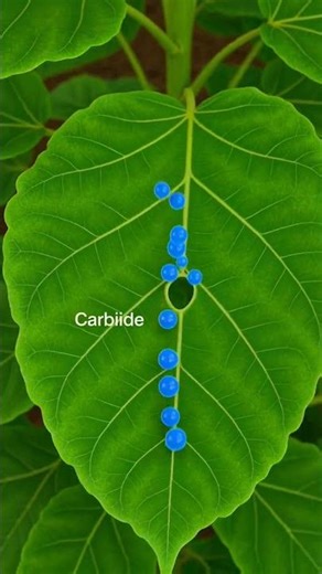 Photosynthesis Explained in 45 Seconds 🌱☀️
