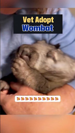 The Vet Who Fell in Love with a Wombat #wombat