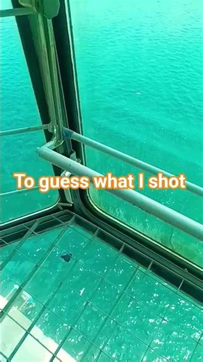 seagull catching the fish