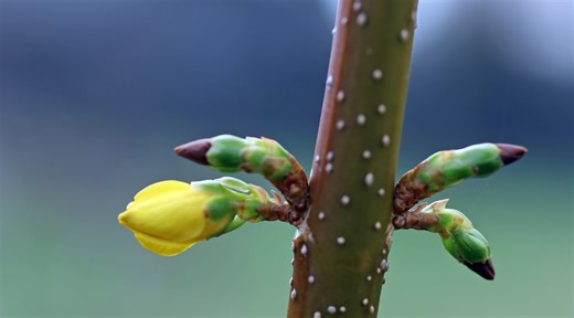 Spring finally arrives in Northeast Ohio and these stunning photos prove it was worth the wait