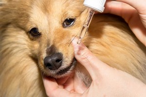 Dog Deworming Schedule