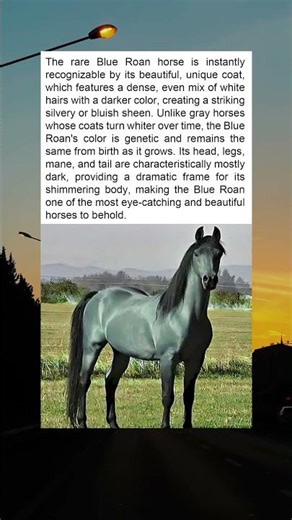 "The Mystical Beauty of the Blue Roan Horse: A Rare Sight to Behold"
