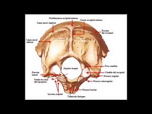 Huesos del cráneo (hueso occipital)