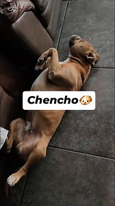 Mi Chencho cuidando la casa!🐶🏡😎#perros #mascotas | Kanini México