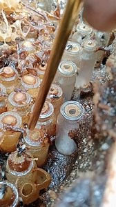 a rtificial honey bags made from special glass bottles for stingless bees using damar resin #bee #honey #stinglessbee #beekeeper | Wak Jhon