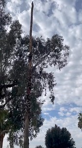 12K views · 316 reactions | A beautiful sight this Veteran’s Day! Thank you to Valley Oak’s Golf Course team member and Visalian Matt Mackey for sharing this clip of a bald eagle enjoying the course. | City of Visalia | Facebook