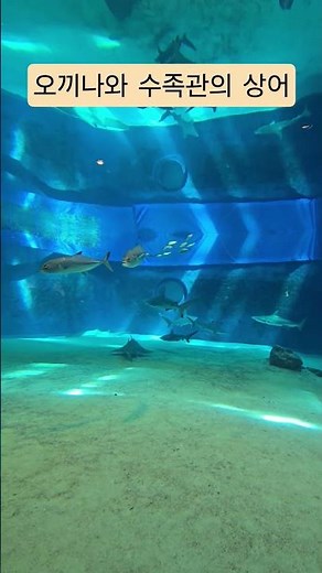 🇯🇵Sharks at Okinawa Aquarium