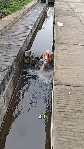 The Brave Little Koi! 🐟 A Funny Short Story for Kids #shortsviral