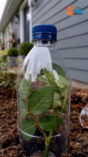 Growing Rose Plant from Cuttings in Home #growroseplant #cuttings #gardening #viral #shorts