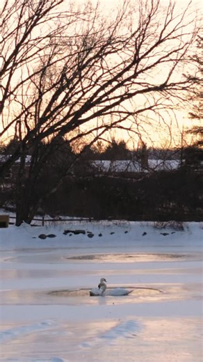 Mid-February at Bloom. Stillness, but not sleep. The land is holding its breath, steady, patient, alive beneath it all. We’re in that in-between season where everything feels quiet on the surface, and quietly becoming underneath. | Bloom Farm