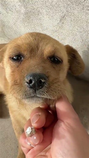 Daily Dog Diary: Unleashing Joy in Every Frame